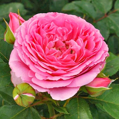 1 db, Rózsák floribunda Frayla Mileva - Palánták: Mod de ambalare: 1 db