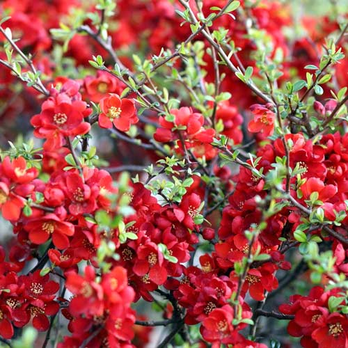 Marmelo japonês Sargentii - Plântulas: Ilość w opakowaniu: 1 plant