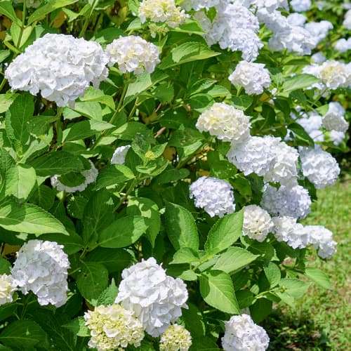 Hortênsia de jardim Soeur Therese - Plântulas: Ilość w opakowaniu: 1 plant