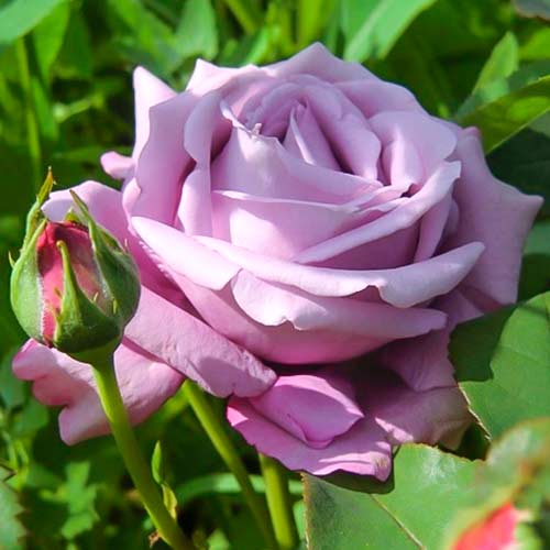 Rosa de flor grande Blue Monday , C5 - Plântulas: Ilość w opakowaniu: 1 plant