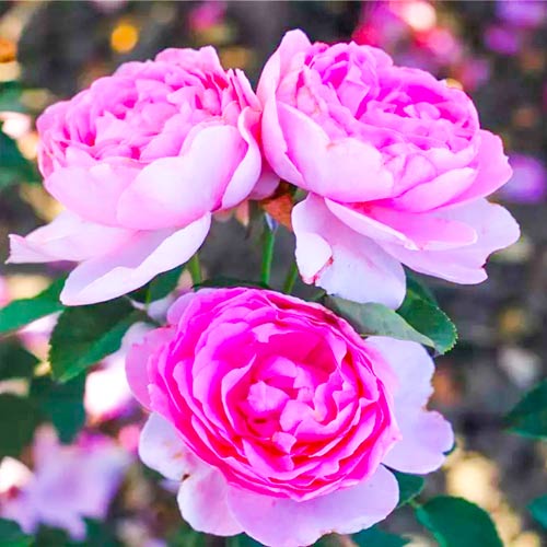 Rosas Floribunda Magic Aroma - Plántulas: Ilość w opakowaniu: 1 plantas