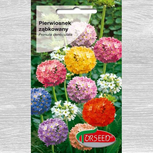 1 szt, Pierwiosnek ząbkowany (Primula), mieszanka - Nasiona: Ilość w opakowaniu: 0.1 g