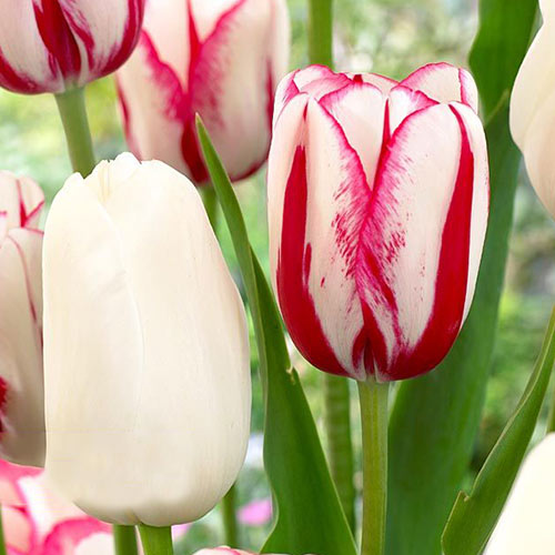 25 szt., Super oferta! Tulipan późny, zestaw 25 cebul - Cebule: Ilość w opakowaniu: 25 szt.
