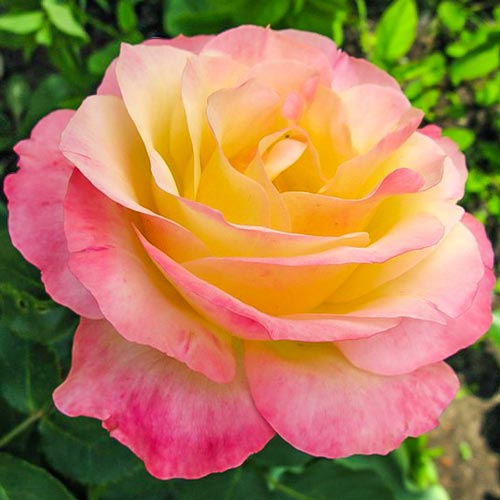 1 szt, Róża (Rosa) wielkokwiatowa Gloria Dei - Sadzonki: Ilość w opakowaniu: 1 sadz