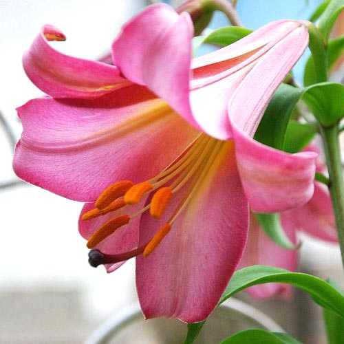 1 szt, Lilia trabkowa Pink Perfection - Cebule: Ilość w opakowaniu: 2 cebul