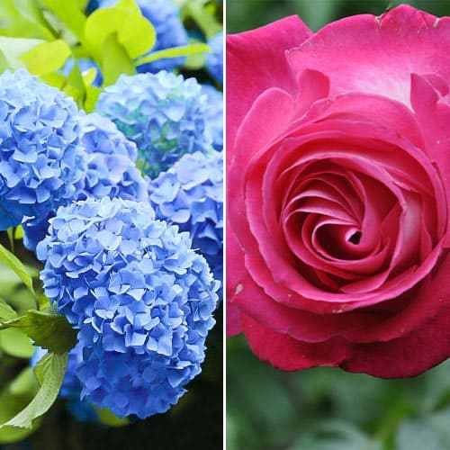2 sadz, Super oferta! Zestaw Blue Dream, róża i hortensja - Sadzonki: Ilość w opakowaniu: 2 sadz