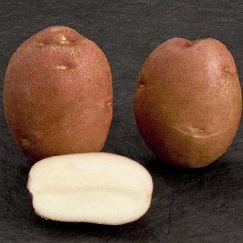 3 kg, Sadzeniaki ziemniaków Esmee - : Ilość w opakowaniu: 3 kg