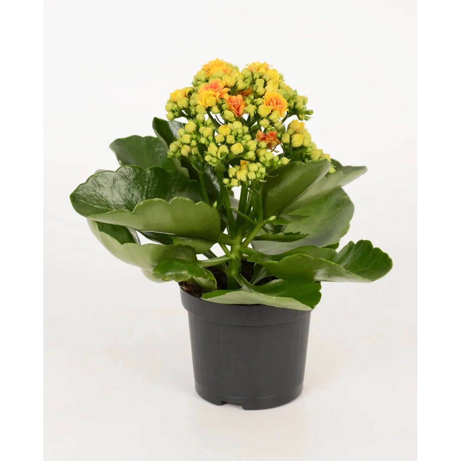 Żyworódka (Kalanchoe Signal) żółty pomarańcz - don. 9 cm